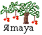 Logo y acceso al sitio de Amaya.