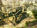 Vegetaci�n del monte Urgull.